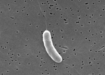 3rd person dies from flesh-eating bacteria in Florida