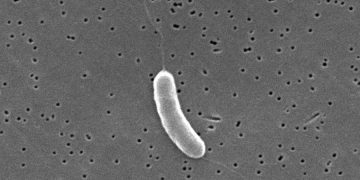 3rd person dies from flesh-eating bacteria in Florida