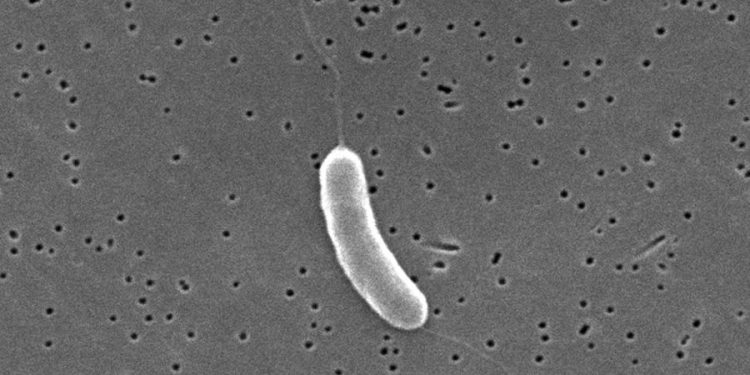3rd person dies from flesh-eating bacteria in Florida