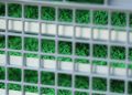 Texas sterile fly facility set for spring opening