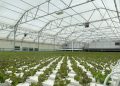 2 cyclospora deaths reported in Michigan