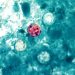 Yet another cyclosporiasis outbreak appears as cases linked to recalled lettuce grow