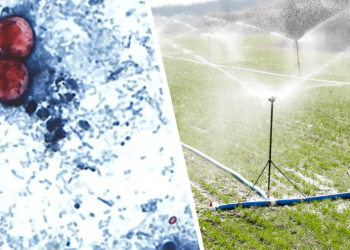 How many people actually have cyclosporiasis? Why it’s so hard to track