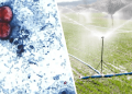 Officials widen lettuce-linked cyclospora outbreak probe to 20 states