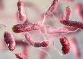 Why are flesh-eating bacteria expanding beyond traditional hotspots?