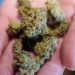 More frequent marijuana users being treated with nausea and vomiting condition: Report