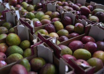 Mangoes recalled in 4 states over salmonella risk