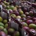 Mangoes recalled in 4 states over salmonella risk