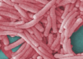 Second death confirmed in Bronx Legionnaires’ disease cluster