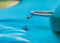 Florida county declares state of emergency as dengue fever cases reach 170