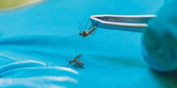 Florida county declares state of emergency as dengue fever cases reach 170