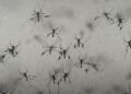 Florida’s dengue outbreak reportedly largest US has seen in decades 