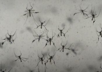 Florida’s dengue outbreak reportedly largest US has seen in decades 