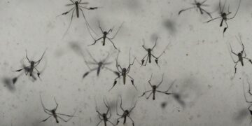 Florida’s dengue outbreak reportedly largest US has seen in decades 