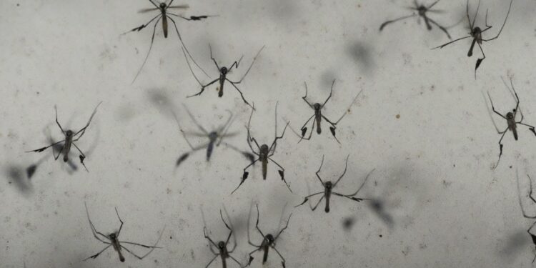 Florida’s dengue outbreak reportedly largest US has seen in decades 