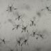 Florida’s dengue outbreak reportedly largest US has seen in decades