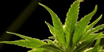 GOP senators call for DOJ to investigate Chinese role in hemp, cannabis markets