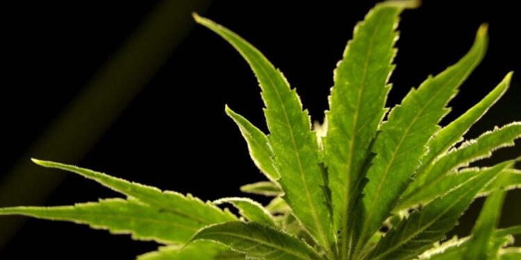GOP senators call for DOJ to investigate Chinese role in hemp, cannabis markets