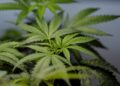 Marijuana legalization linked to rise in heart-related hospitalizations, study finds