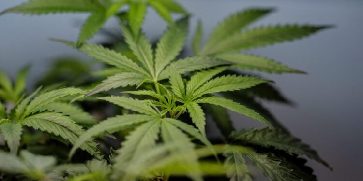 Marijuana legalization linked to rise in heart-related hospitalizations, study finds