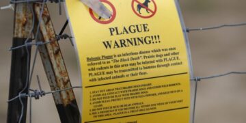 Plague in Russia sparks concern, COVID-19 pandemic memories: 5 things to know