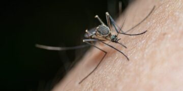 New Florida counties report dengue cases as statewide total passes 400